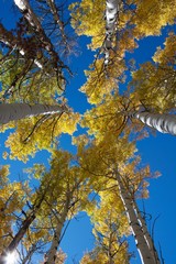 Fototapeta premium Aspens in the Mountains