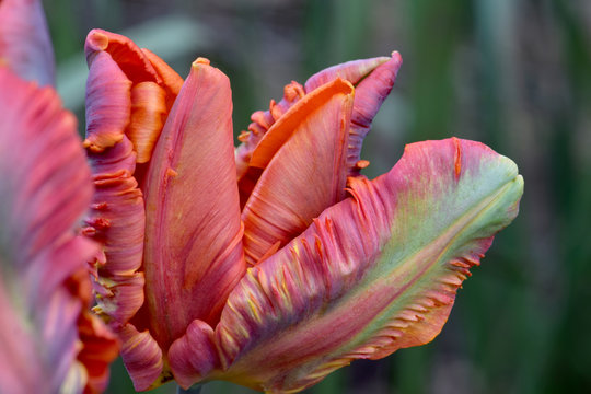 Tulip Apricot Parrot