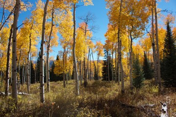Fototapeta premium Aspens in the Mountains