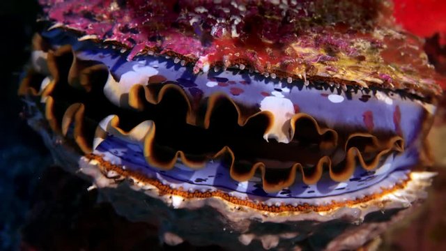 Thorny oyster (Spondylus varians) in the tropical coral reef, WAKATOBI, Indonesia, slow motion.