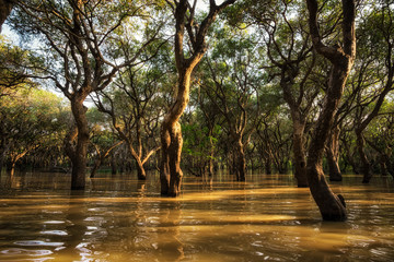 Tonle Sap Mangrove Forest
