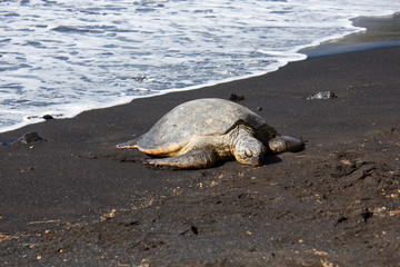 Sea Turtle