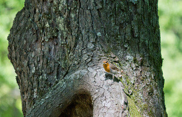 Poultry bird sitting on the trunk of a tree closeup