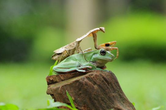 dumpy frog, frog with mantis,