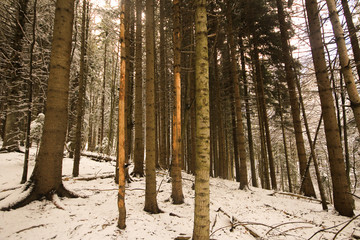 First snow in the woods