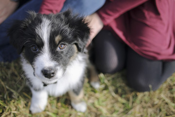 Fototapeta premium Australian Collie Puppy