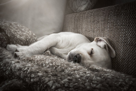 Junger Susser Labrador Retriever Hund Welpe Mude Im Bett Am Schlafen Stock Photo Adobe Stock