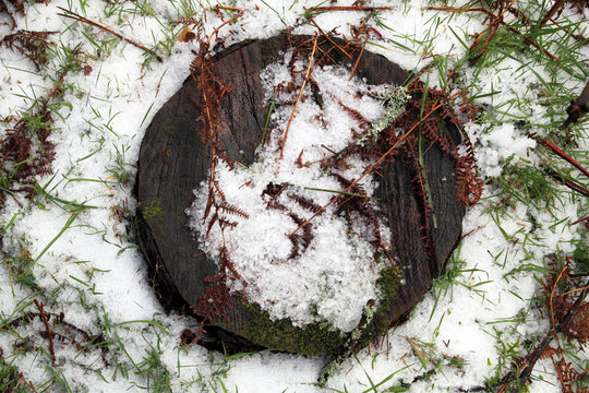 tronco cortado cubierto con granizo
