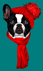 French Bulldog, in a knitted red hat with a pompon and scarf