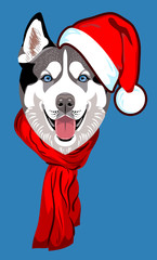 Husky's dog, in a Santa's Cap with a pompon and scarf