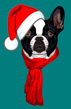 French Bulldog, in a Santa's Cap with a pompon and scarf