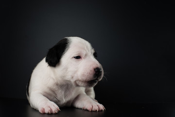 Fototapeta premium Jack Russell puppy isolated on black background