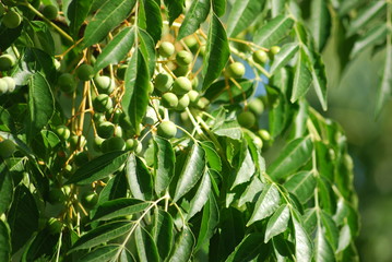 Zitronenbaum mediteran