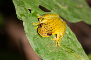 Tree frog