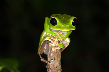 Black-eyed Monkey Frog (Phyllomedusa camba), Manu national park, Peru