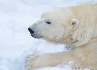 Fototapeta na wymiar Белый медведь.