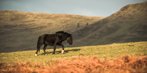 Fototapeta na wymiar Black mountain pony