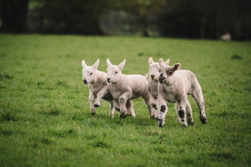 Four lambs playing and running