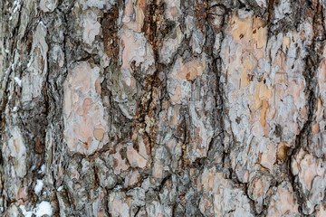 The textured surface of the multi-year bark of deciduous tree in the forest
