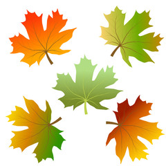 Fototapeta na wymiar Vector set of colorful autumn maple leaves isolated on white background.