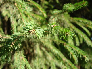 Natural old Christmas tree wood texture pattern or Christmas tree background for design with copy space for text or image. Close-up Christmas tree vintage. Macro.