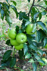 apple branch with green apples for your design