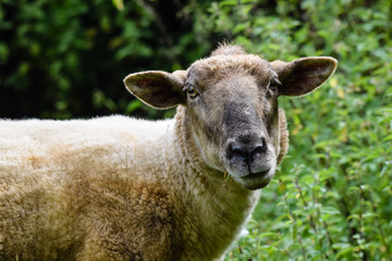 Sheep grazing on a summer meadow