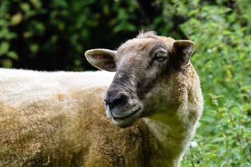 Sheep grazing on a summer meadow