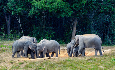 Asian elephant or Elephas maximus,  a small colony of elephant were eating salt lick  in edge of forest with green trees background, Khao Yai National Park , Thailand.