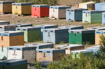 Bienenstoecke in Bunten Kisten