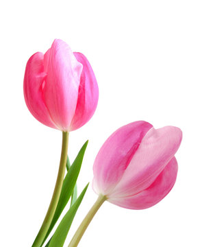 Pink tulips isolated on a pure white background 