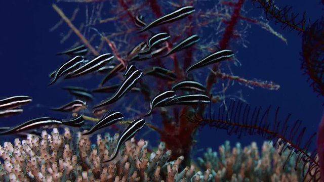 Colorful coral reef with a (School of convict blennies, Pholidichthys leucotaenia, slow motion, Wakatobi, Indonesia, Nov 2107