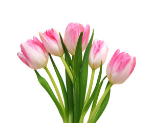 Pink tulips isolated on a pure white background 