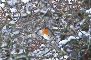 European Robin bird perching  