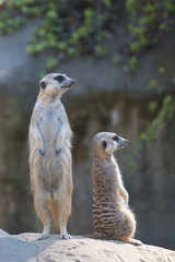 Meerkat Perch