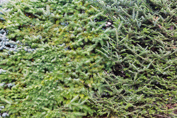 Evergreen tree growing in the garden background