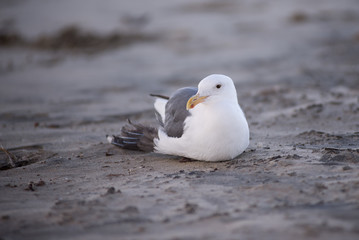 Seagull Taking a Break