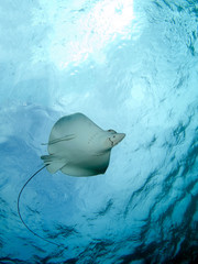 Eagle Ray (Belize)
