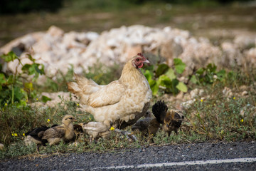 Chicken hen and young chicks scratching for food by the roadside