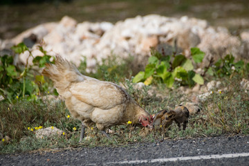 Chicken hen and young chicks scratching for food by the roadside