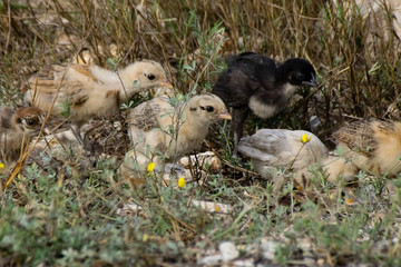 Chicken hen and young chicks scratching for food by the roadside