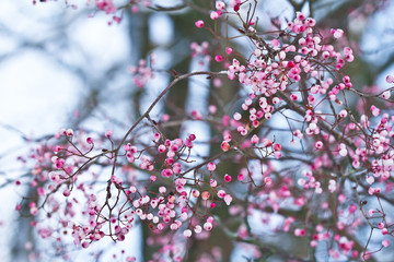 Pink snowberry