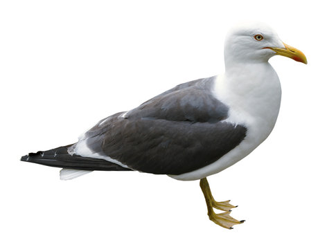 Seagull Standing Side View