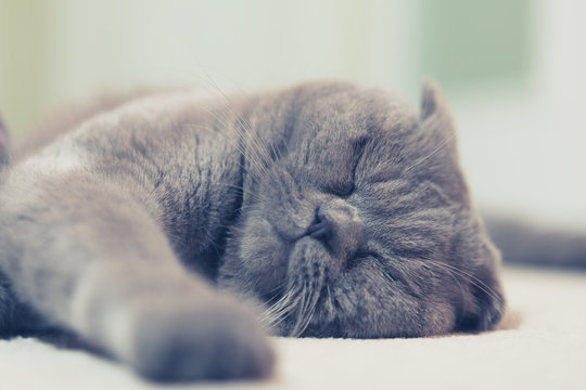 Uyuyan gri kedi