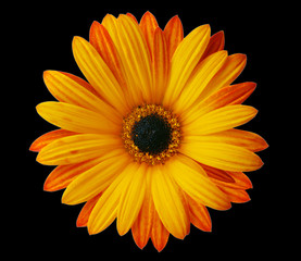 Orange flower isolated on white background