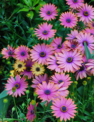 Fototapeta premium Purple daisy flowers