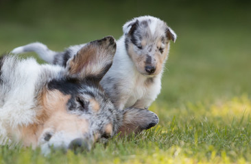 Fototapeta premium Kurzhaarcollie Mutter mit Welpe