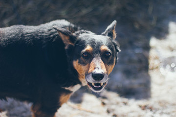 An old german shepherd dog portrait in the village yard