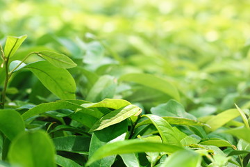 green leaves group of plants have sunlight and blur copy space for put text, look fresh and warm.