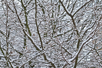 Tree branches covered in winter snow. Winter